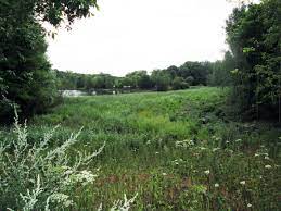 Photographie de la forêt de Bondy